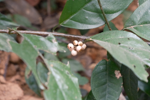 Image of Maesa japonica by (c) 王天, some rights reserved (CC BY)