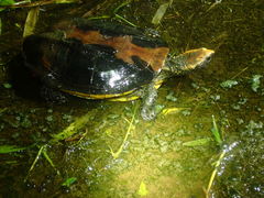 Platemys platycephala