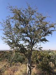 Securidaca longepedunculata