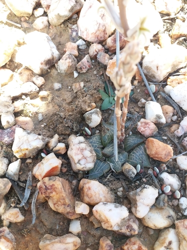 Haworthia emelyae