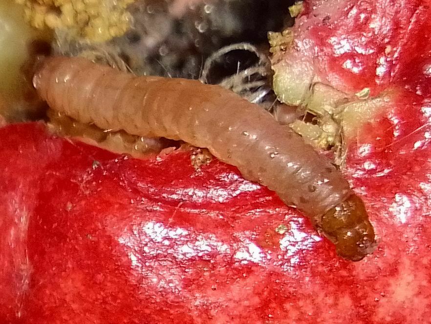 Eggplant Fruit and Shoot Borer