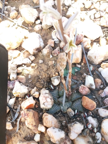 Haworthia emelyae