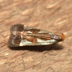 Dichomeris ochripalpella