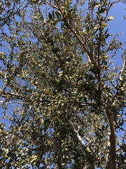 Securidaca longepedunculata