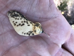 Securidaca longepedunculata