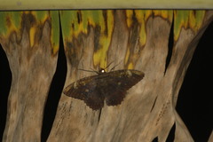 Feigeria xylia