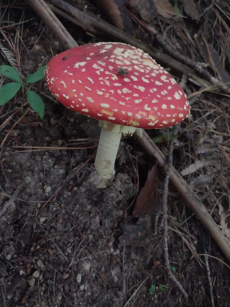 Amanita muscaria · January 2025 · photo: © kiwialli (iNaturalist, cc-by)