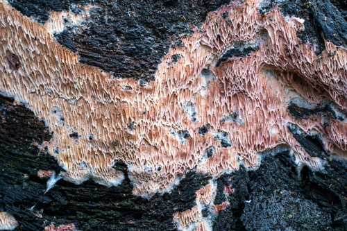 iNaturalist observation photo of Ceriporia occidentalis