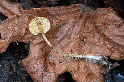 iNaturalist observation photo of Anonymous Pseudo