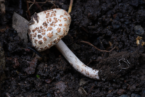 iNaturalist observation photo of Lepiota sp. 'WA01'