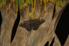 Feigeria xylia