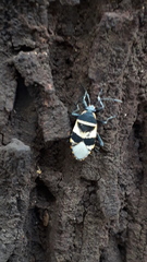Largus fasciatus