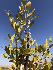 Canthium suberosum