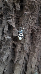 Largus fasciatus