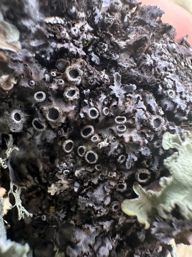 iNaturalist observation photo of Frosted Lichens