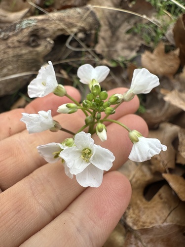 iNaturalist observation photo of milkmaids