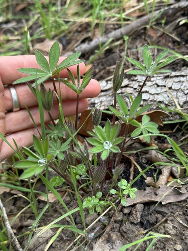 iNaturalist observation photo of Broadleaf Lupine