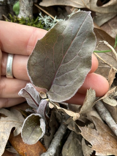 iNaturalist observation photo of Pacific hound's tongue