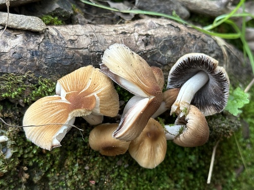 iNaturalist observation photo of Coprinellus