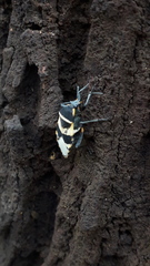 Largus fasciatus