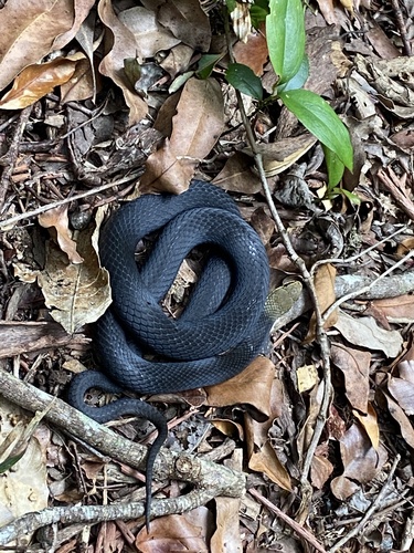 Marsh Snake sighting