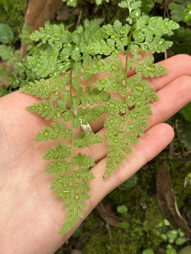 iNaturalist observation photo of brittle bladderfern