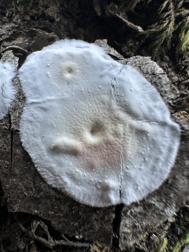 iNaturalist observation photo of Netted Crust