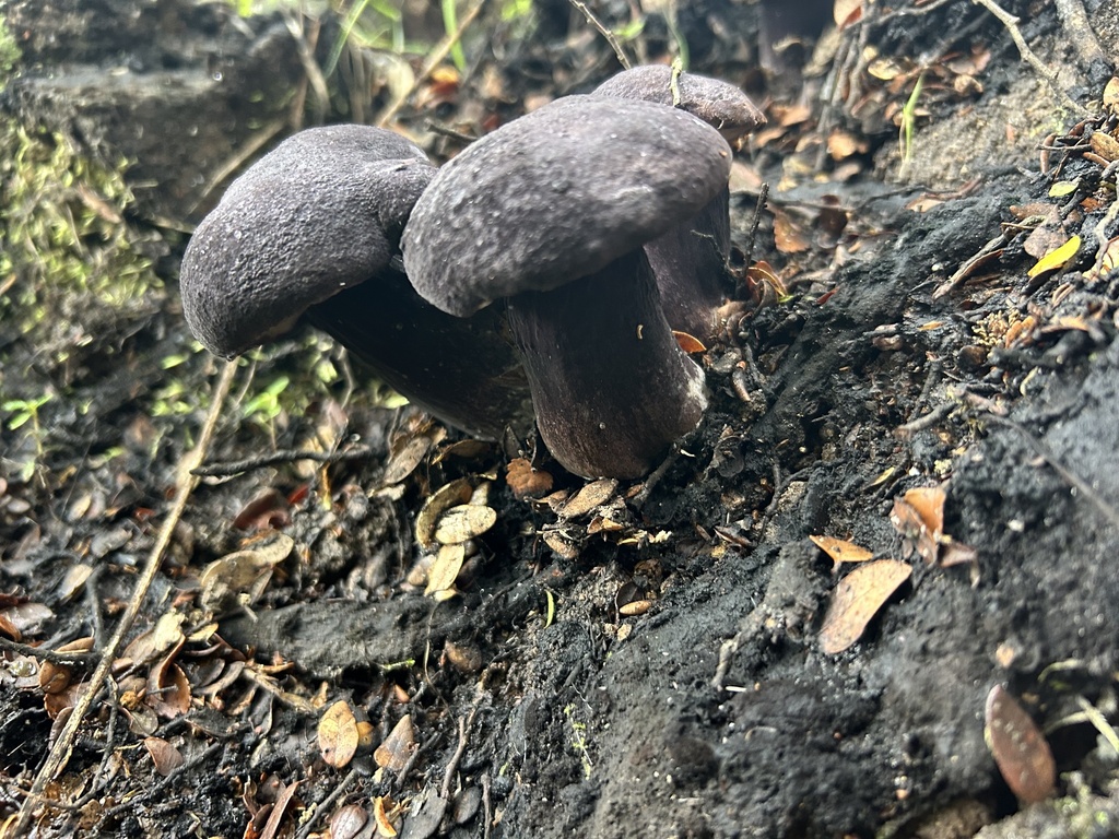Tylopilus formosus · January 2025 · photo: © louisesheppard (iNaturalist, cc-by)