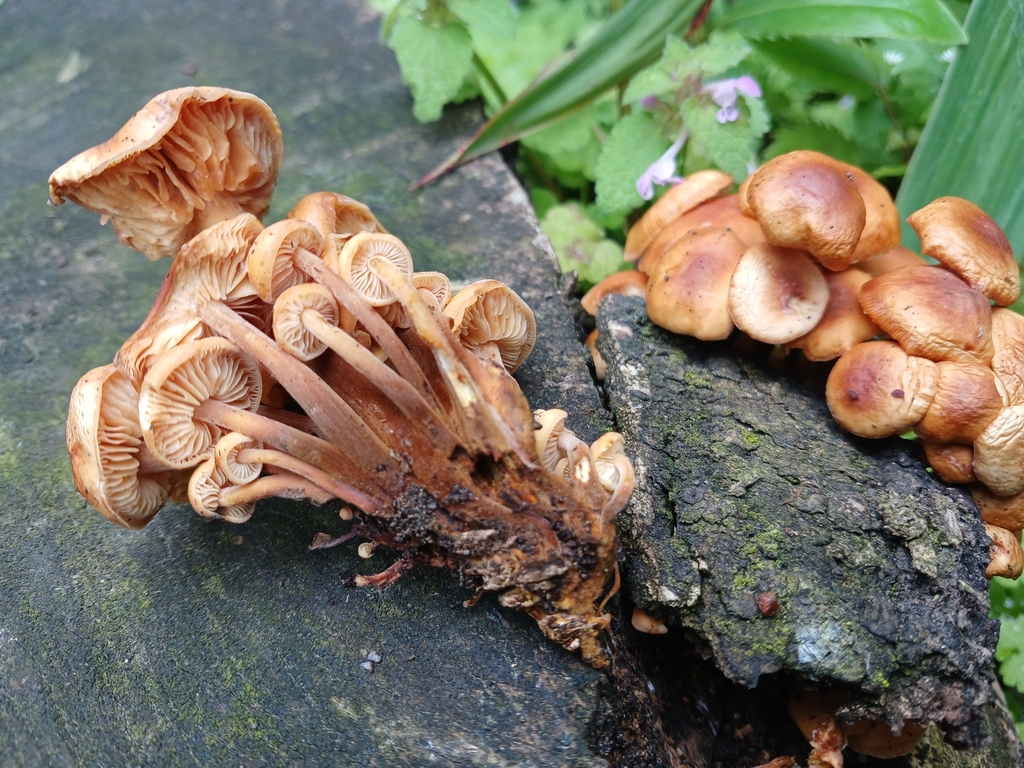Flammulina velutipes · January 2025 · photo: © ecoman (iNaturalist, cc-by)