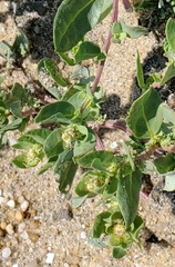 Atriplex mucronata
