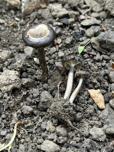 iNaturalist observation photo of Ash Cap