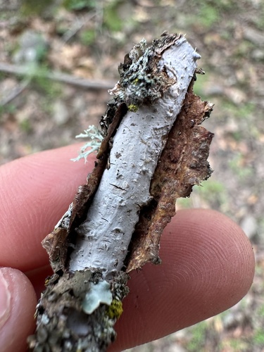 iNaturalist observation photo of Vuilleminia