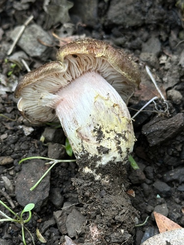 iNaturalist observation photo of Armillaria sinapina