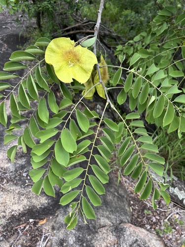 Foto de Umbila