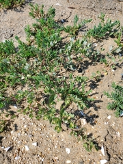 Atriplex mucronata