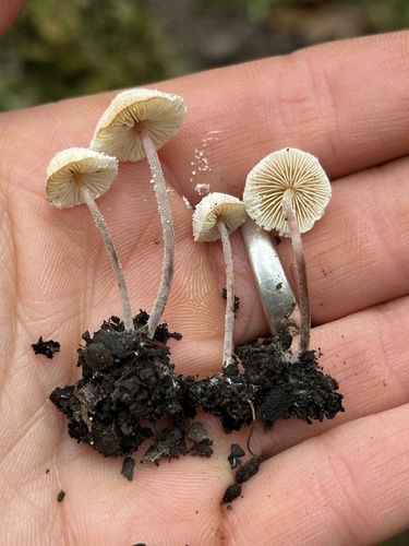 iNaturalist observation photo of Cystolepiota