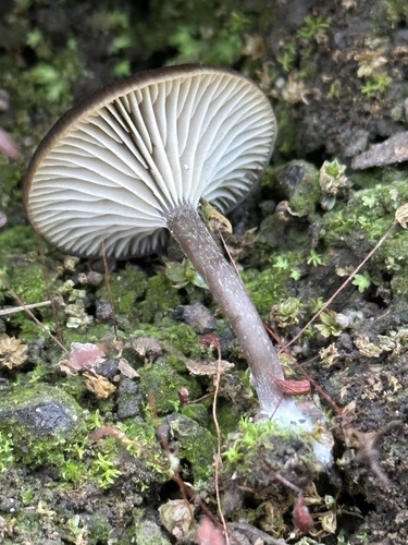 iNaturalist observation photo of Ash Cap