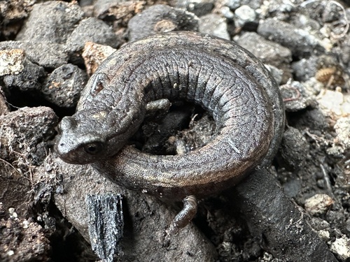 iNaturalist observation photo of California Slender Salamander