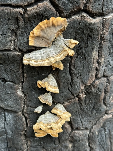 iNaturalist observation photo of hairy curtain crust