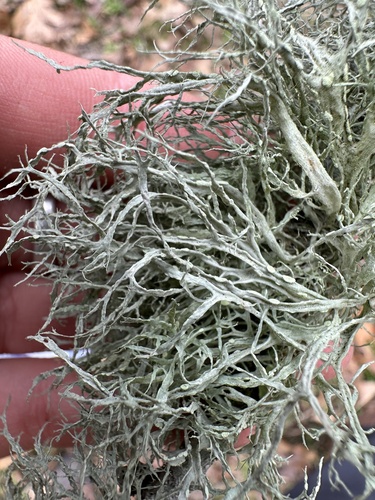 iNaturalist observation photo of Farinose Cartilage Lichen