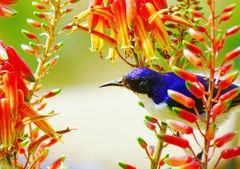 Anthreptes orientalis