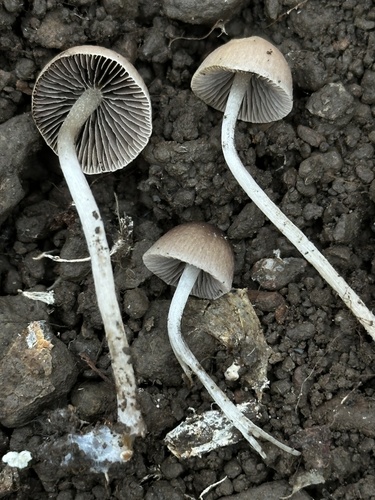 iNaturalist observation photo of Brittlestems and Allies