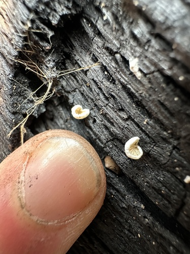 iNaturalist observation photo of Clitopilus