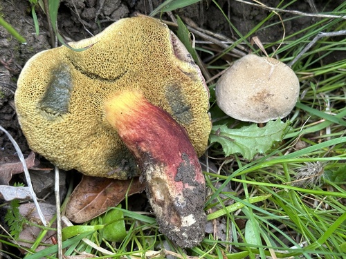 iNaturalist observation photo of oak-loving bolete