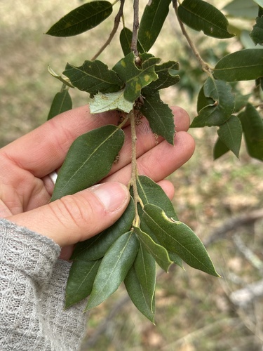 iNaturalist observation photo of canyon live oak