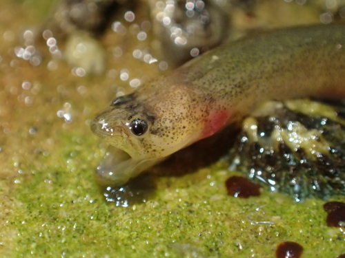 Graveldiver (Scytalina cerdale) — Scytalinidae