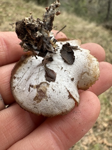iNaturalist observation photo of Pezizas, Desert Truffles, and Allies