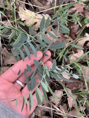 iNaturalist observation photo of Peas, Vetches, and Allies