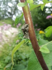 Syngrapha interrogationis