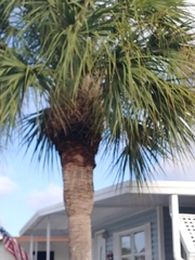Sabal palmetto